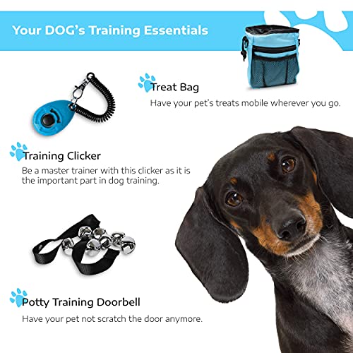 Puppy Potty Training Essentials